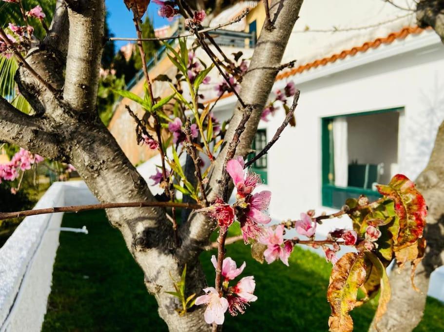 Vivienda Vacacional Con Vistas. Sauzal Exterior foto